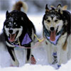 Sled Dogs